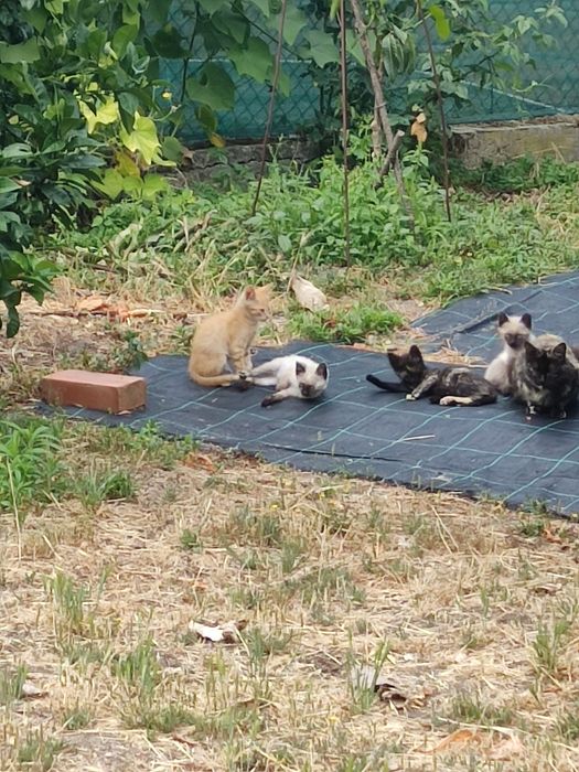 Vem buscar -me gatinhos para doar