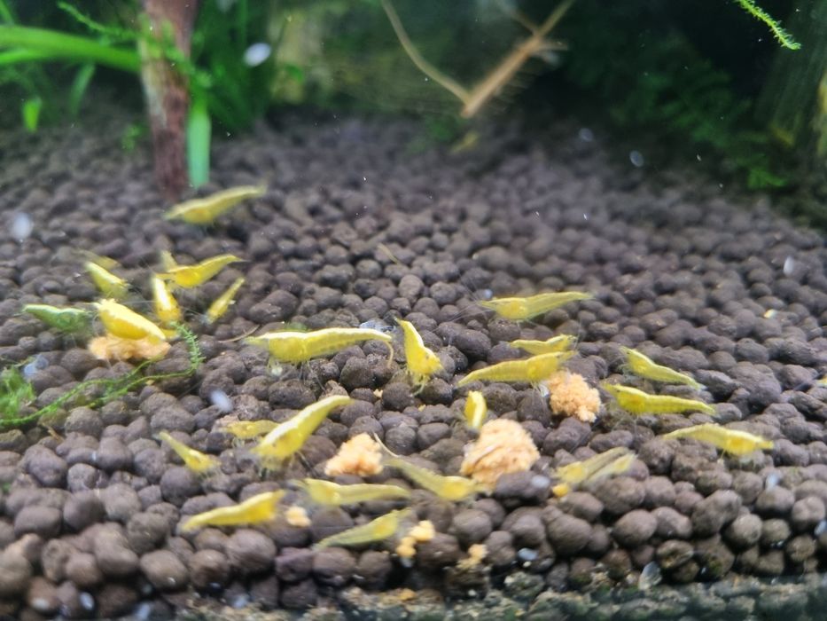 Krewetki Neocardina yellow
