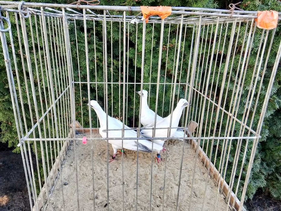 Wiedeńskie Białe Młode (2025)