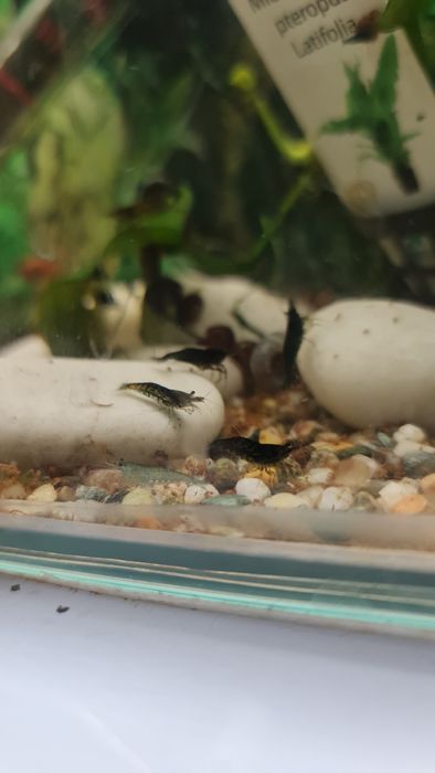 Caracóis de Água Doce