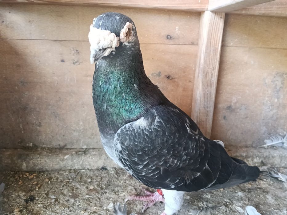 Gołębie pocztowe - piękne Narości