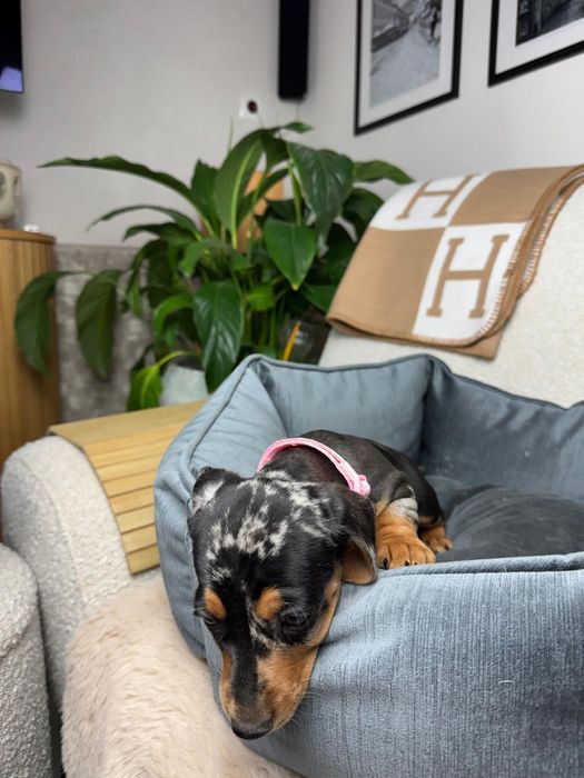 jamnik miniaturowy suczka