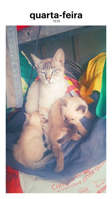 Ofereco gatinhos ciameses  igem por telefone