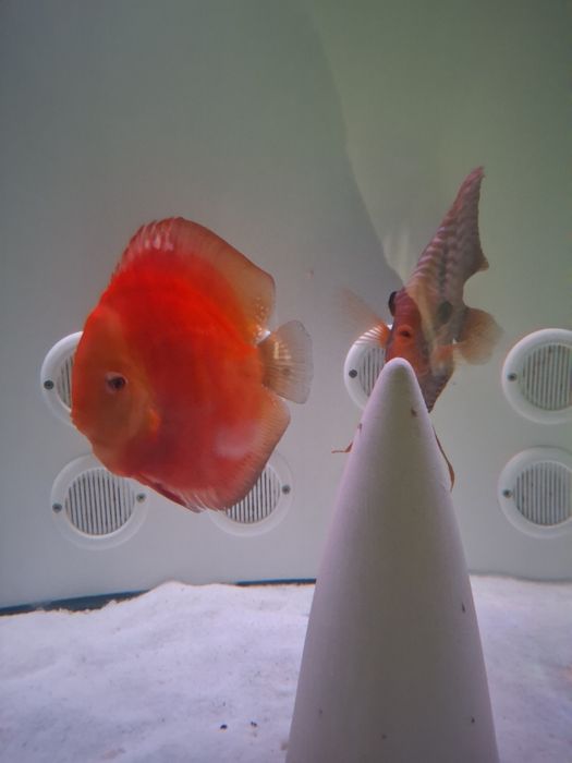 Casal de Discus grandes