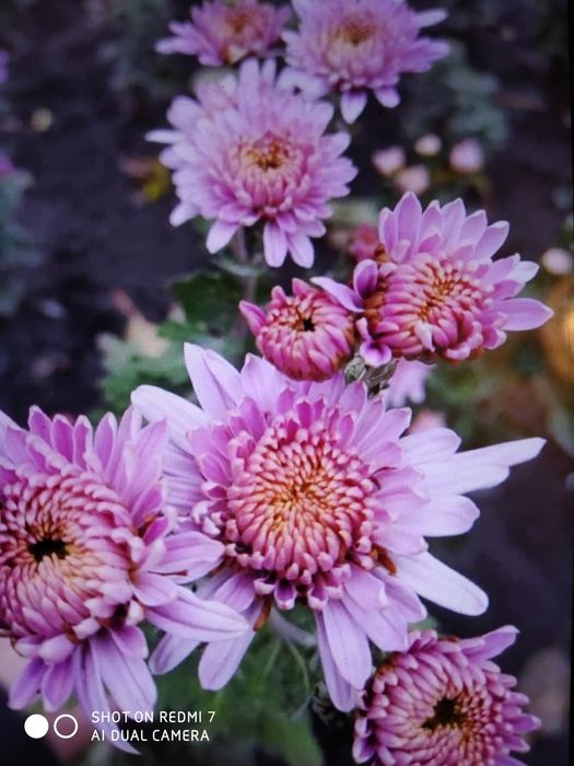 Хризантема, великий кущ