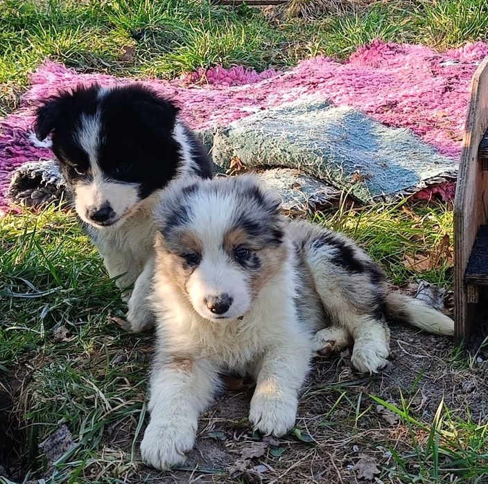 Szczenię Border Collie