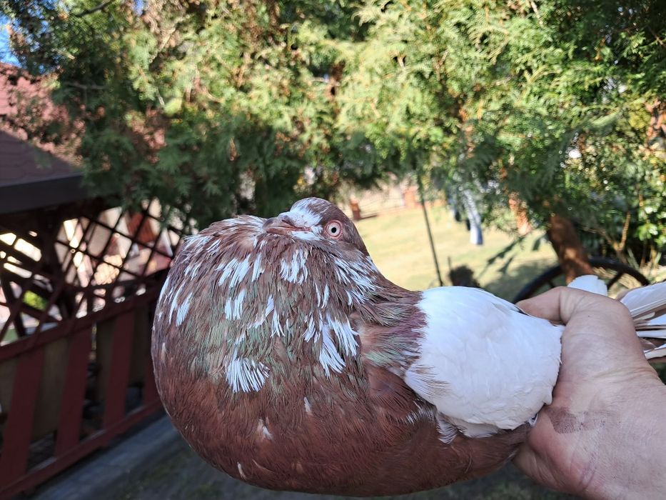 Sprzedam samca Stawaka