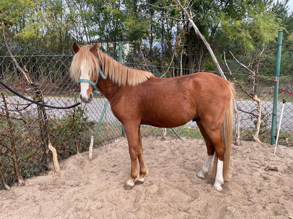 Dwa kuce walijskie wałachy holenderski paszport