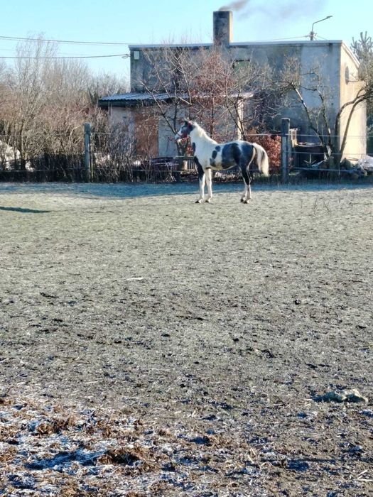 Sprzedam rocznego ogierka widocznego na zdjęciach