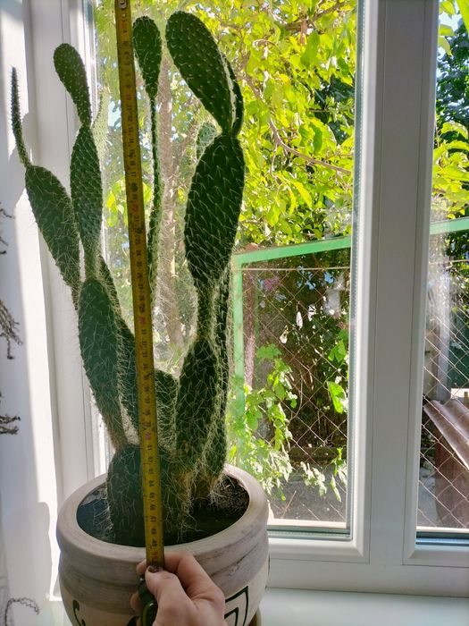 Опунція біловолоса 2 кактуси по 50 см