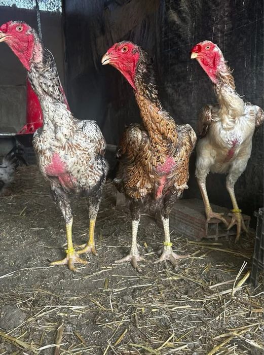 Ovos Indio   Gigante brasileiro