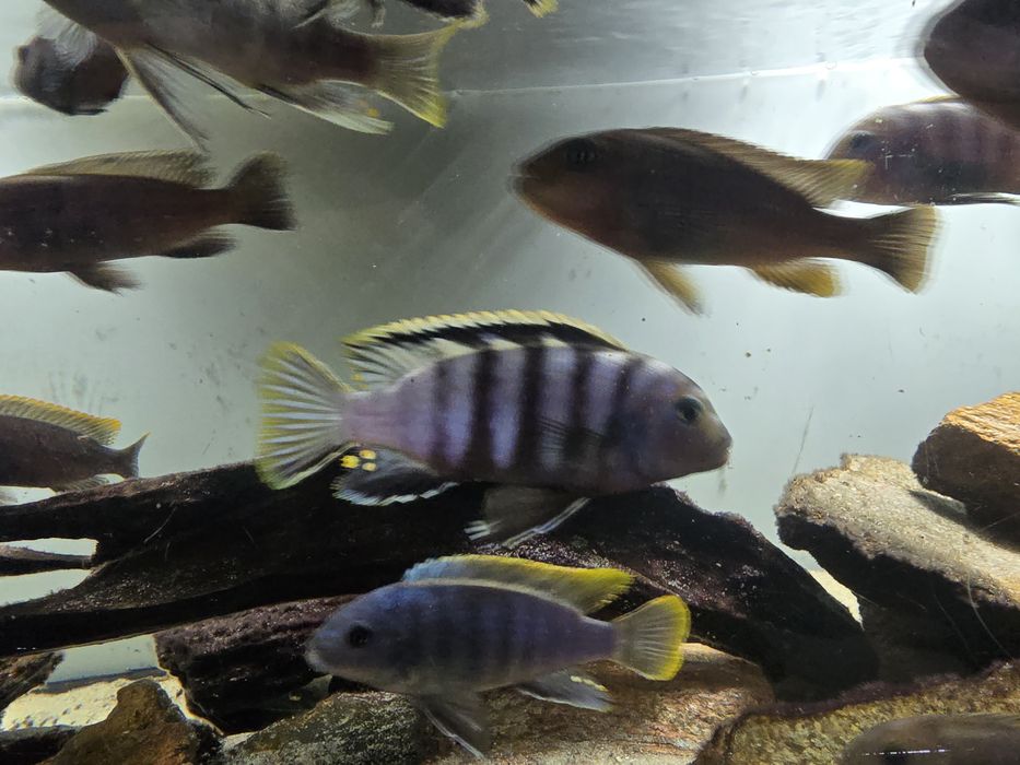 Cynotilapia zebroides