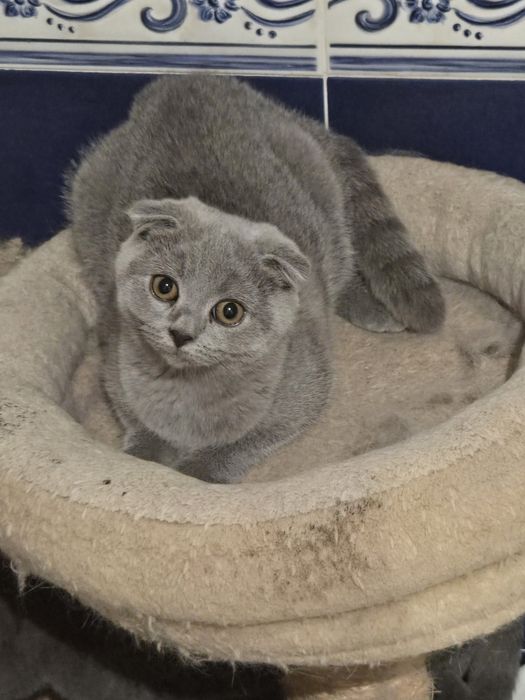 Gatinha Scottish Fold Cizenta