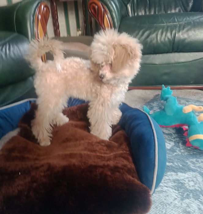 Pudel miniaturowy xBichon frise