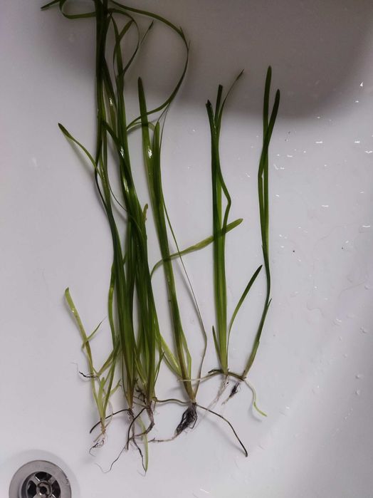 Roślinki akwariowe ,,Nurzaniec''