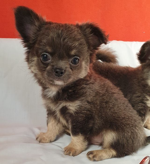 Двое ищ ларца чихуахуа