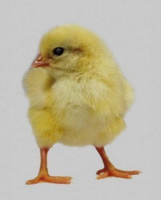 Росс, Польша. Бройлеp, cyточный, живой вес. КОББ 500, Kobb