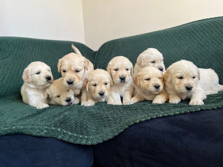 Golden Retriever