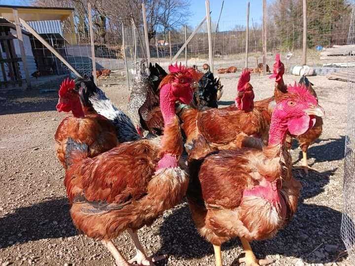 Galos para cabidelas e Ovos das nossas Galinhas criadas ao ar livre