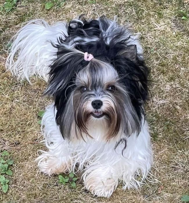 Chlopczyk biewer yorkshire terrier