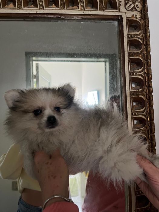 Sptiz  fêmea excelente pequenina