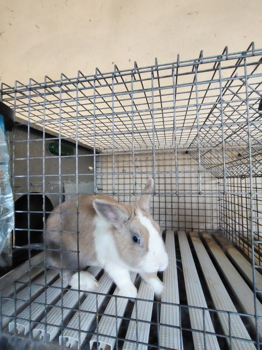 Coelhos anões adultos
