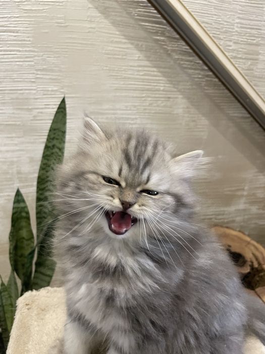 Милейший красавчик!