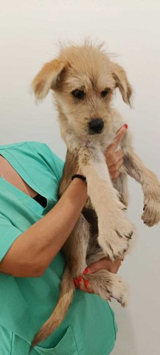 Cães para adoção
