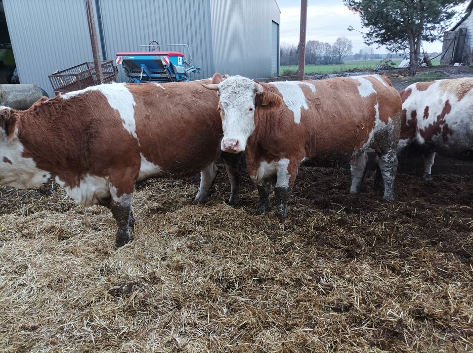 Jałówki cielne simental
