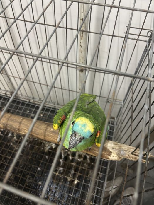 Papagaio aestiva femea com 6 anos