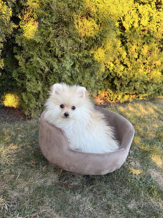 Szpic miniaturowy Pomeranian sunia Jumi