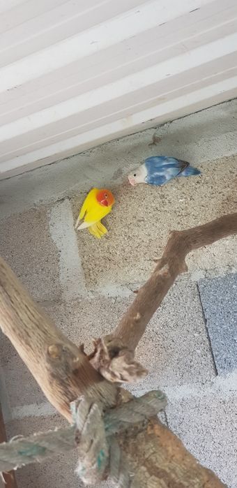 Agapornis ficheres