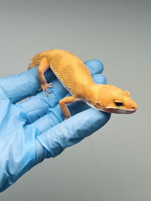 Gekon lamparci hodowla