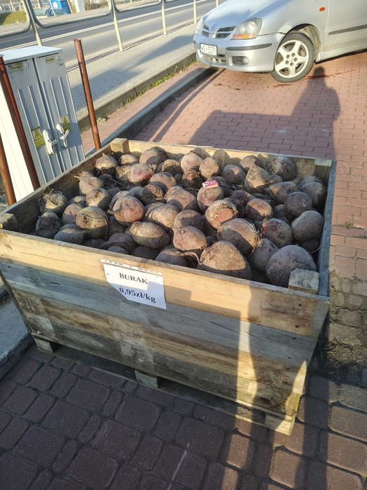 Burak  czerwony   ..