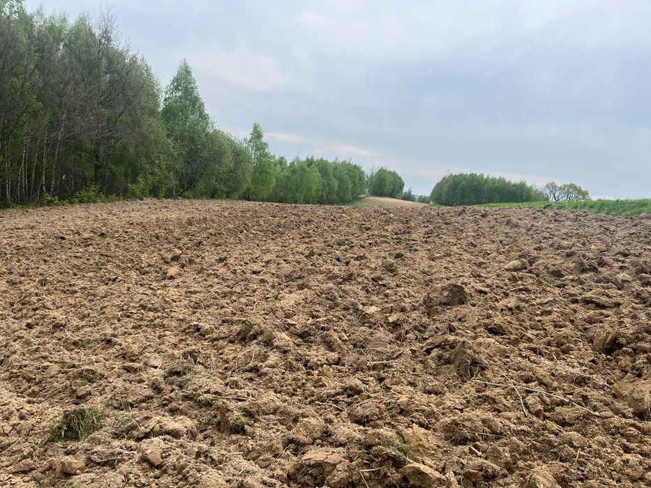 Mulczowanie działek leśnych czyszczenie nieużytków frezowanie pni .