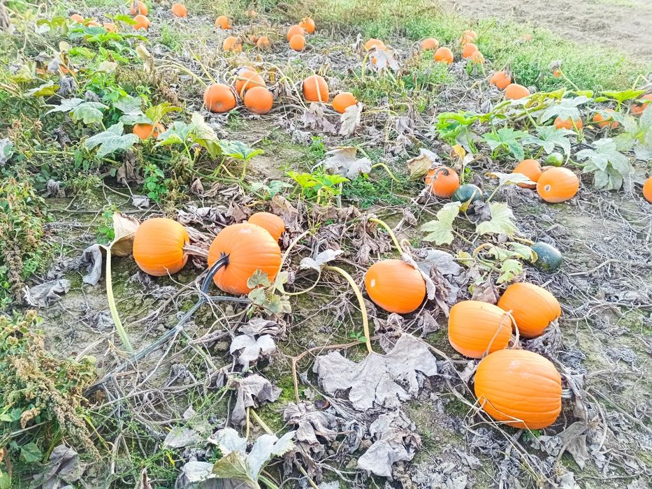 Sprzedaż Dyń na Halloween
