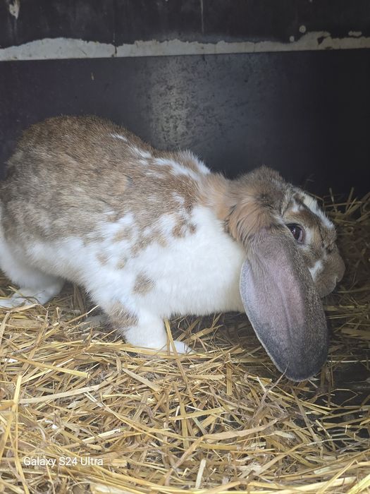 Króliki barany francuskie