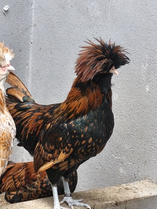 Garnisé dourado,macho