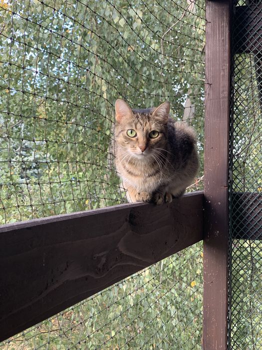 Lima szuka swojego człowieka