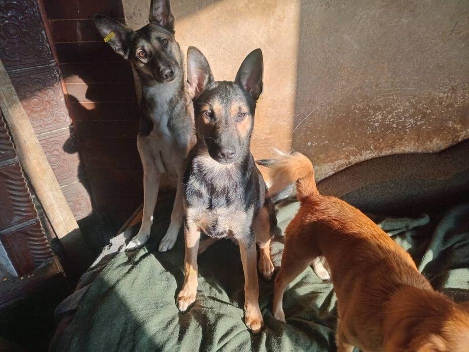 Віддам в дар собаку