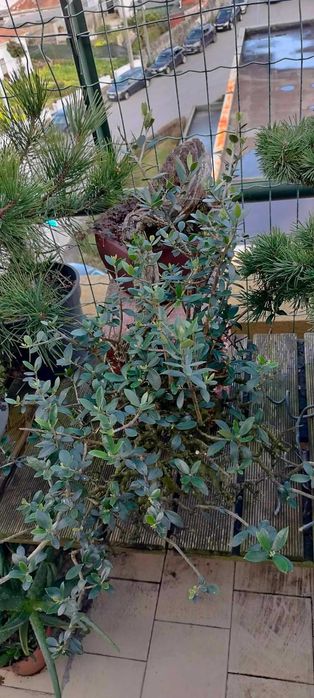 Bonsai Ullastre de Antonio Arana