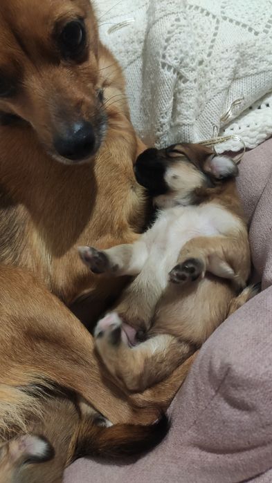 Віддам цуценя в добрі руки.