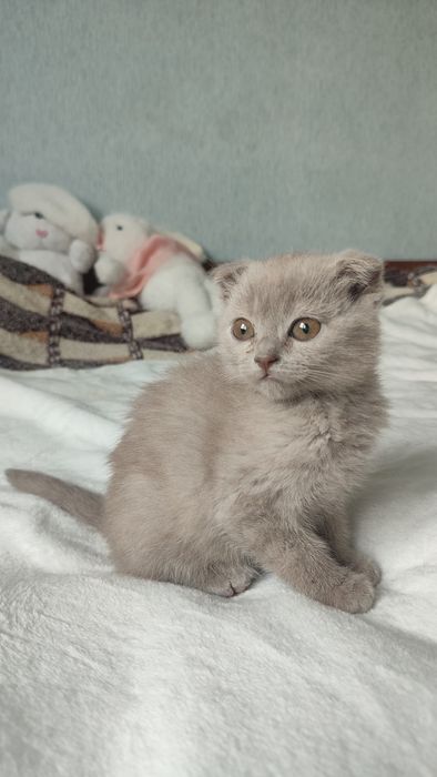 Британські котики