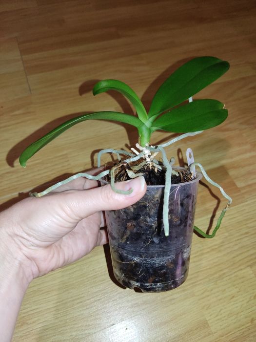 Фаленопсиси Sogo Gotris pelor і звичайна