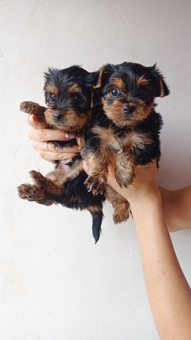 Чудо мальчишки йорики