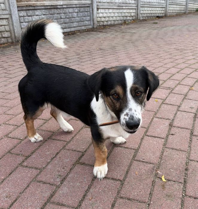 Leoś super psiak do adopcji
