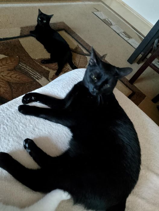 Ok.2 letnie piękne czarne damy do adopcji.