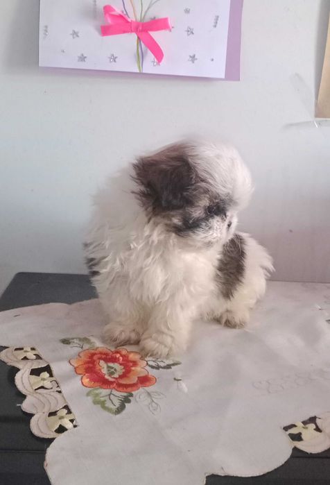 Shih-tzu com LOP