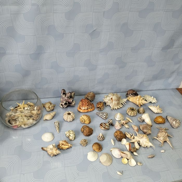 Piękne muszle dekoracja