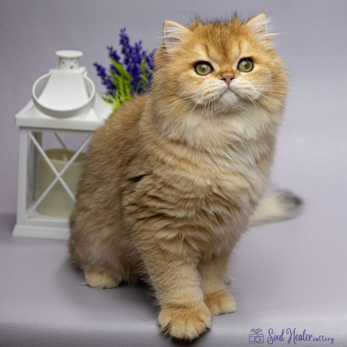 Британське кошеня